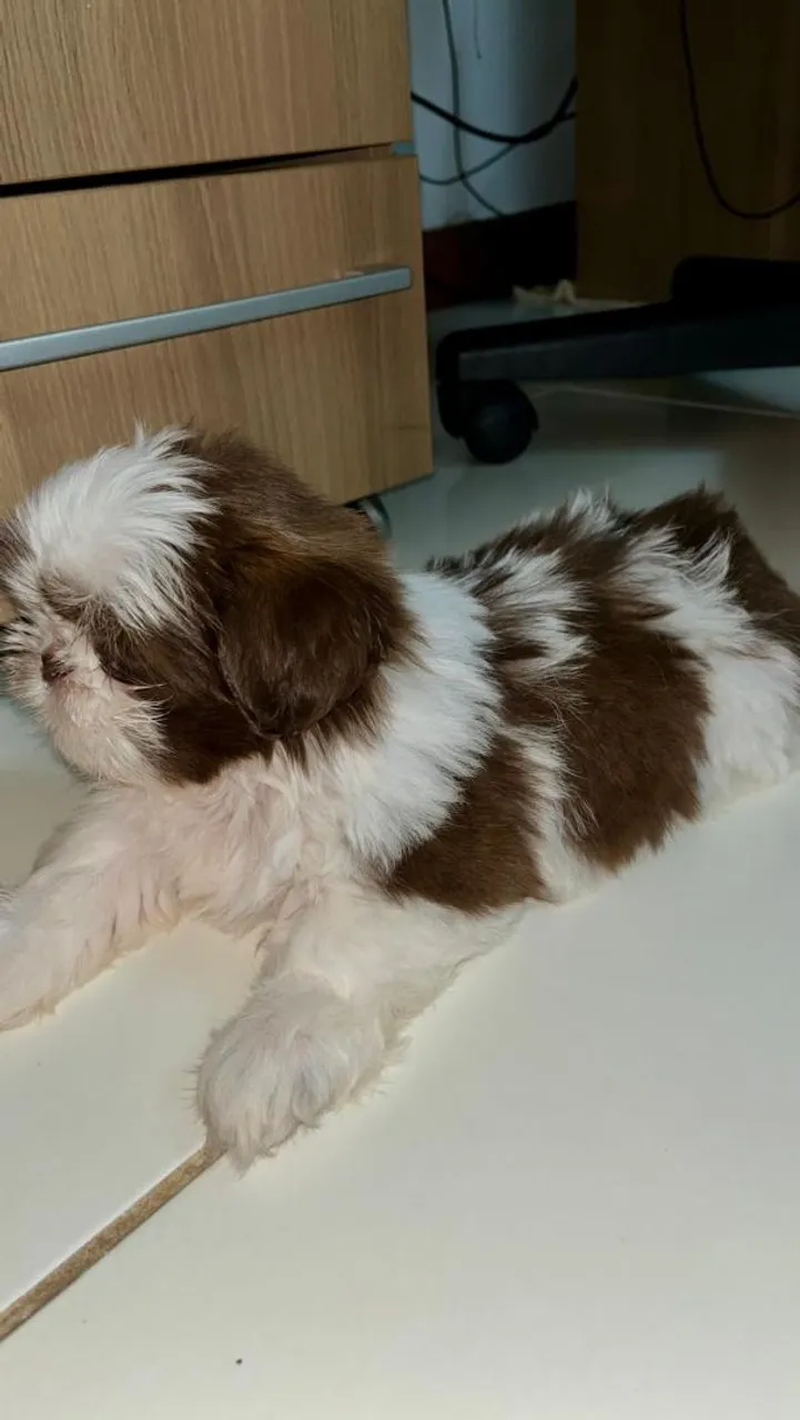 Filhote Shih Tzu
