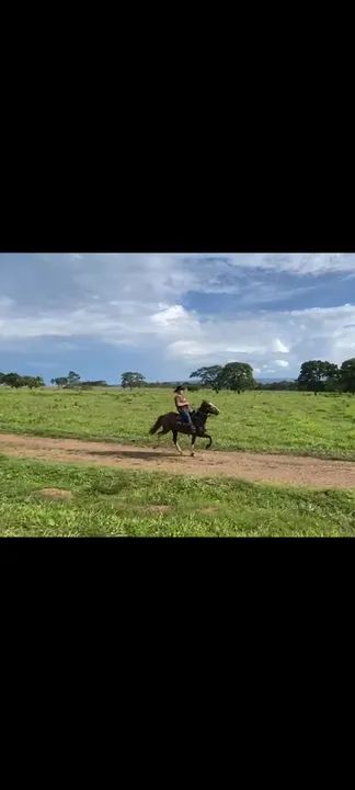 Cavalo Mangalarga Machador - Foto 4