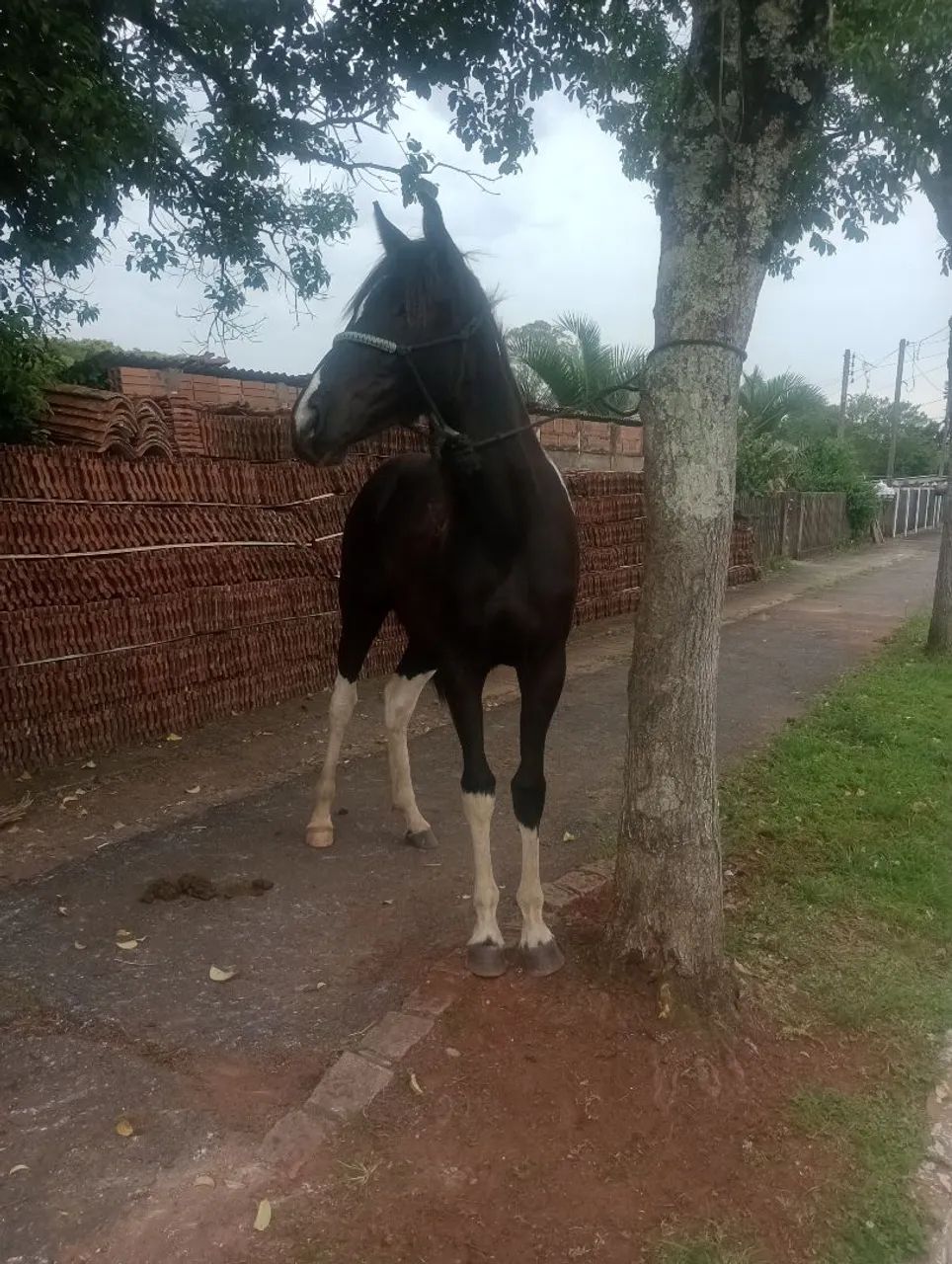 EGUA POTRA MANGA LARGA - Foto 3