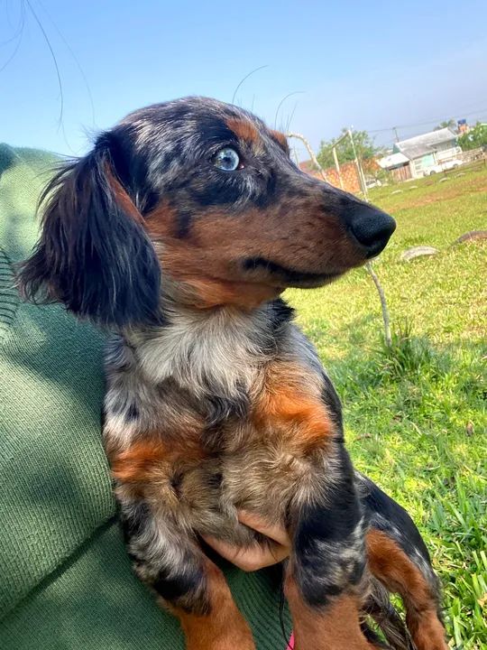 Linguicinha*Somente cruza *