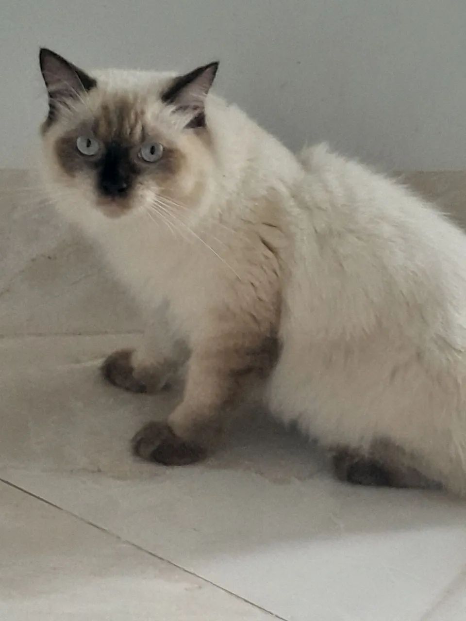 Gato persa a procura de namorada em Cuiabá MT  - Foto 3