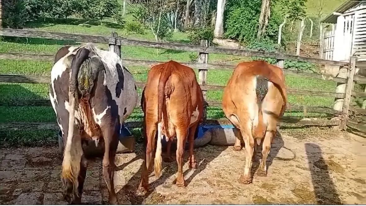 Três Vacas leiteiras para venda