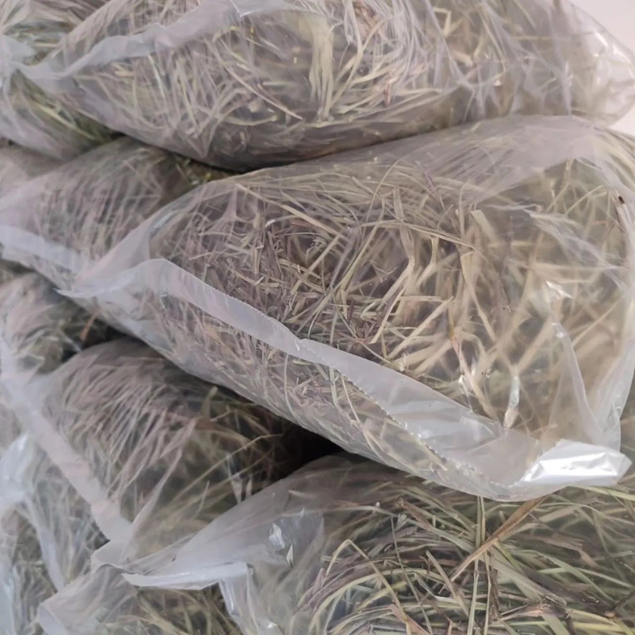 Criatório Roedores e Cia (pacote de feno disponível) - Foto 4