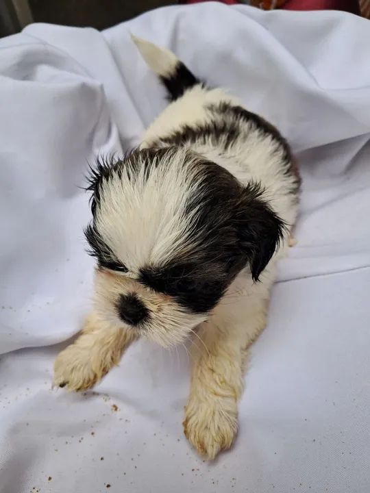 Filhote Shih Tzu - Foto 5
