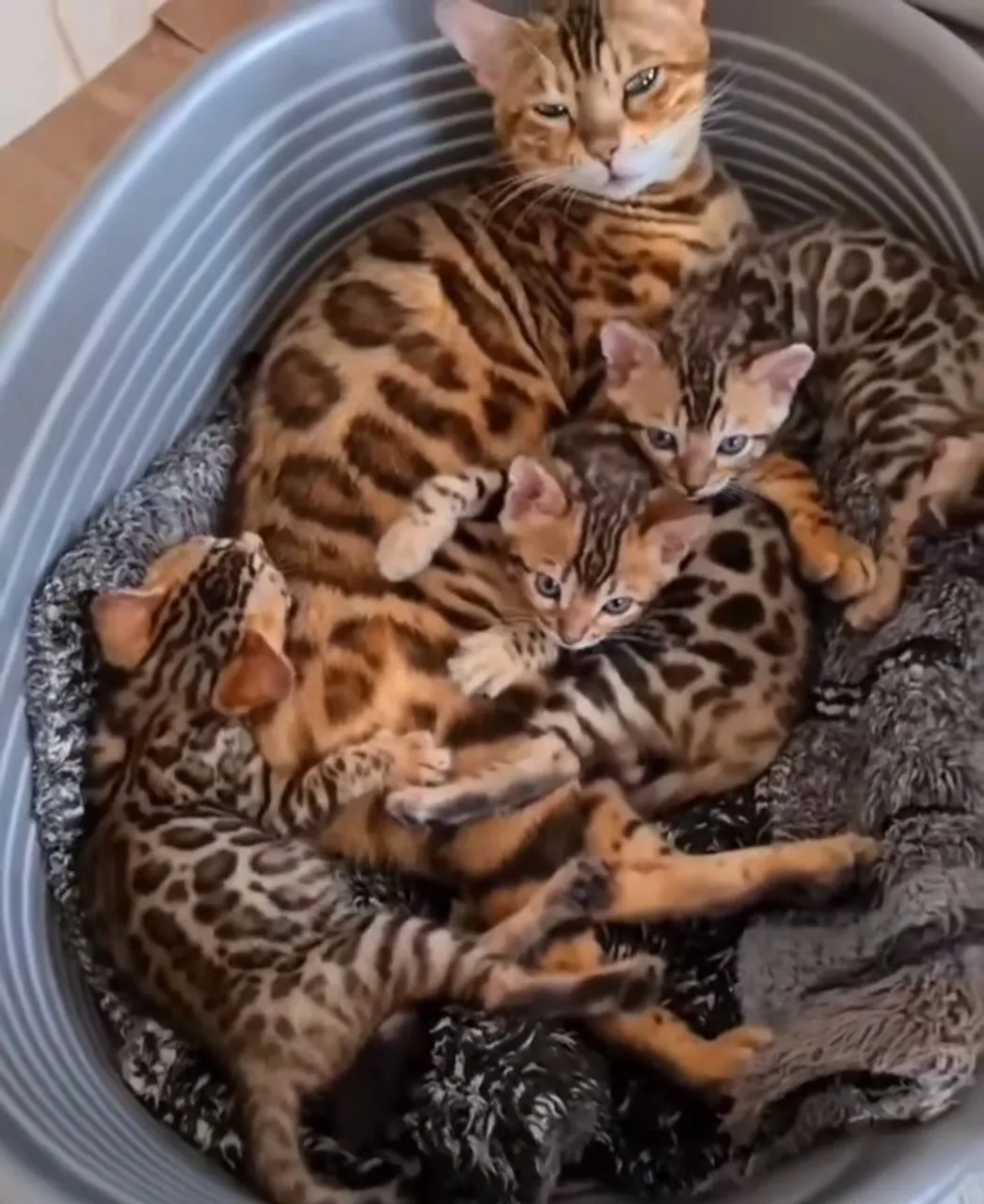 filhotes gato bengal legitimos