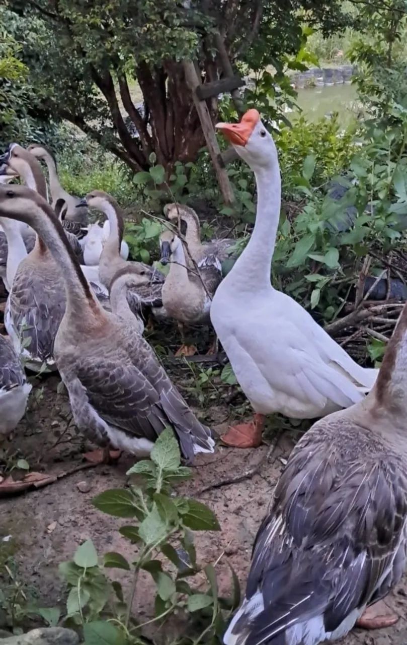 Venda de ganso sinaleiro africano - Foto 2