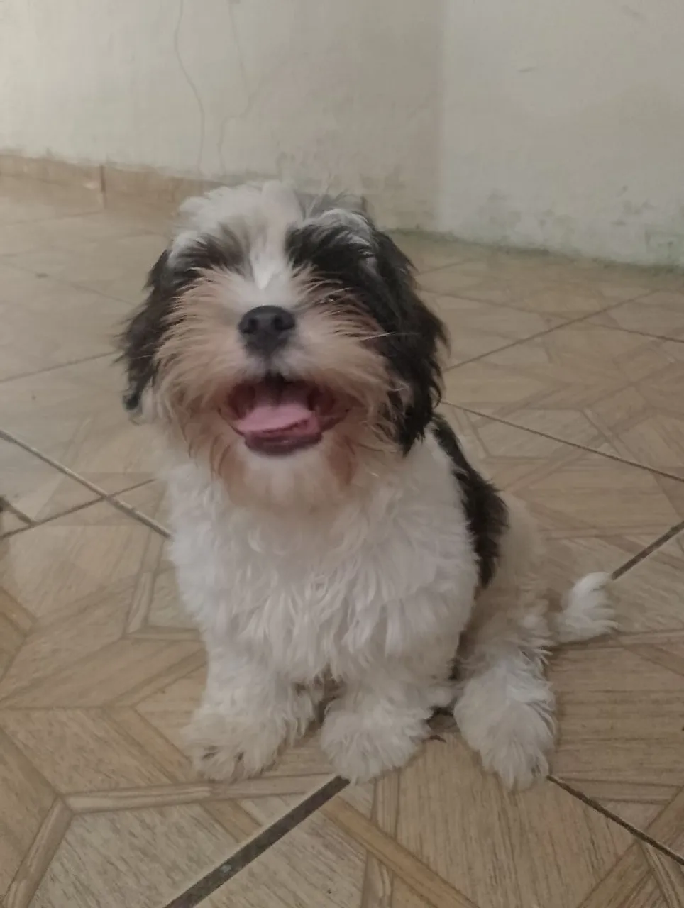 Filhote Shih Tzu Alegre e Charmoso