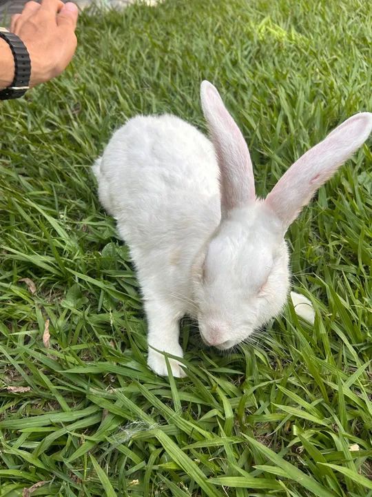 Coelho Nova Zelândia 5kg - Foto 2