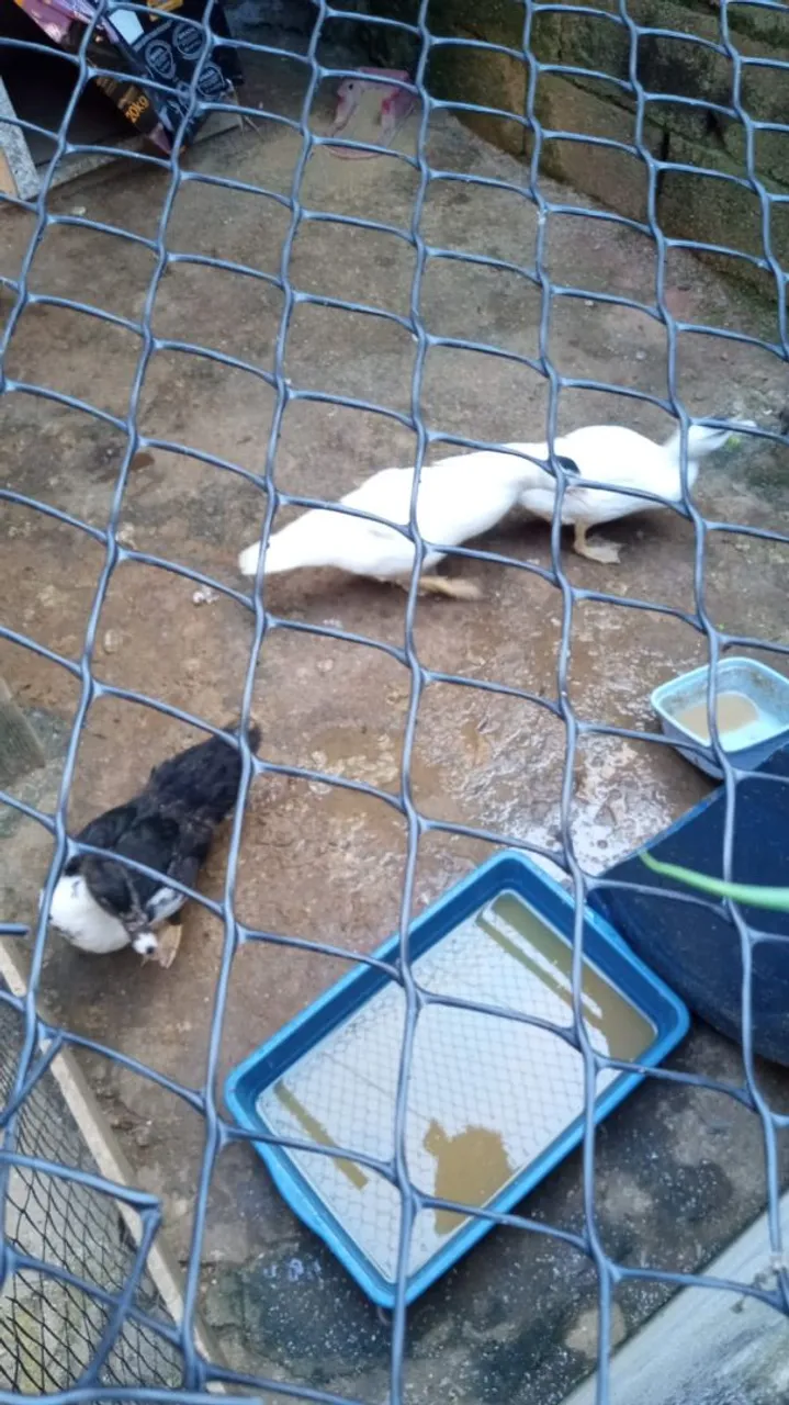 Lindos patos para venda