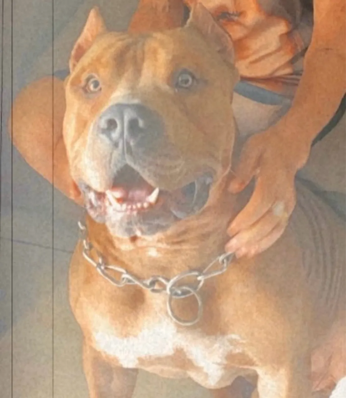 Filhote Pitbull American bully