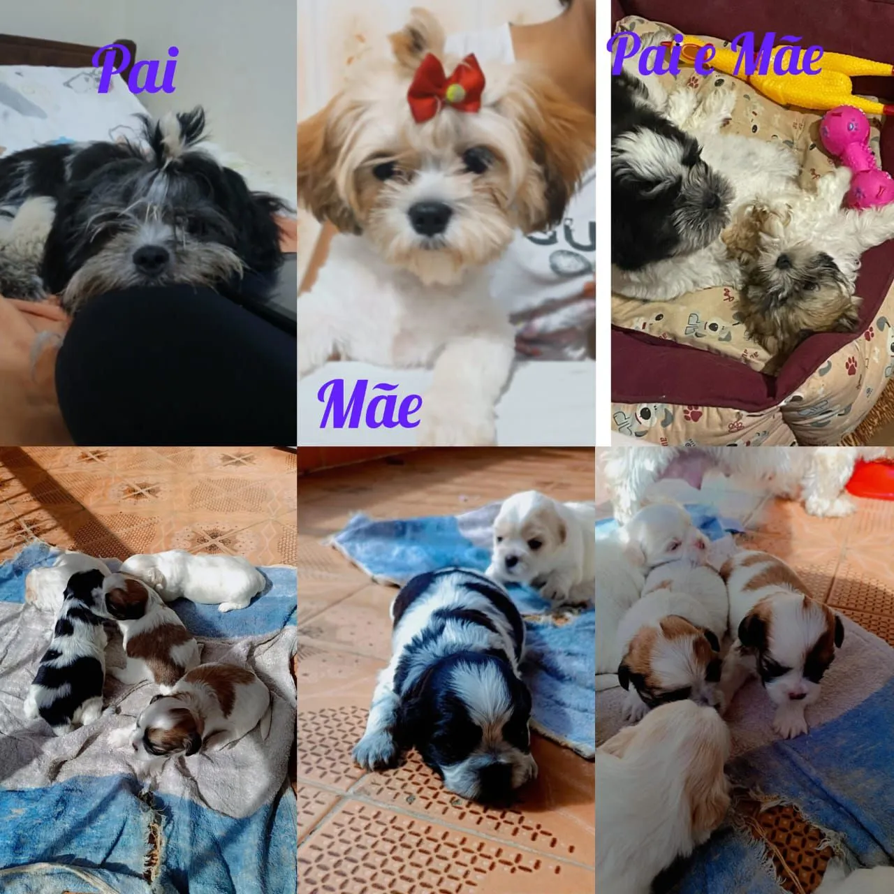 Filhotes de Shih Tzu disponíveis