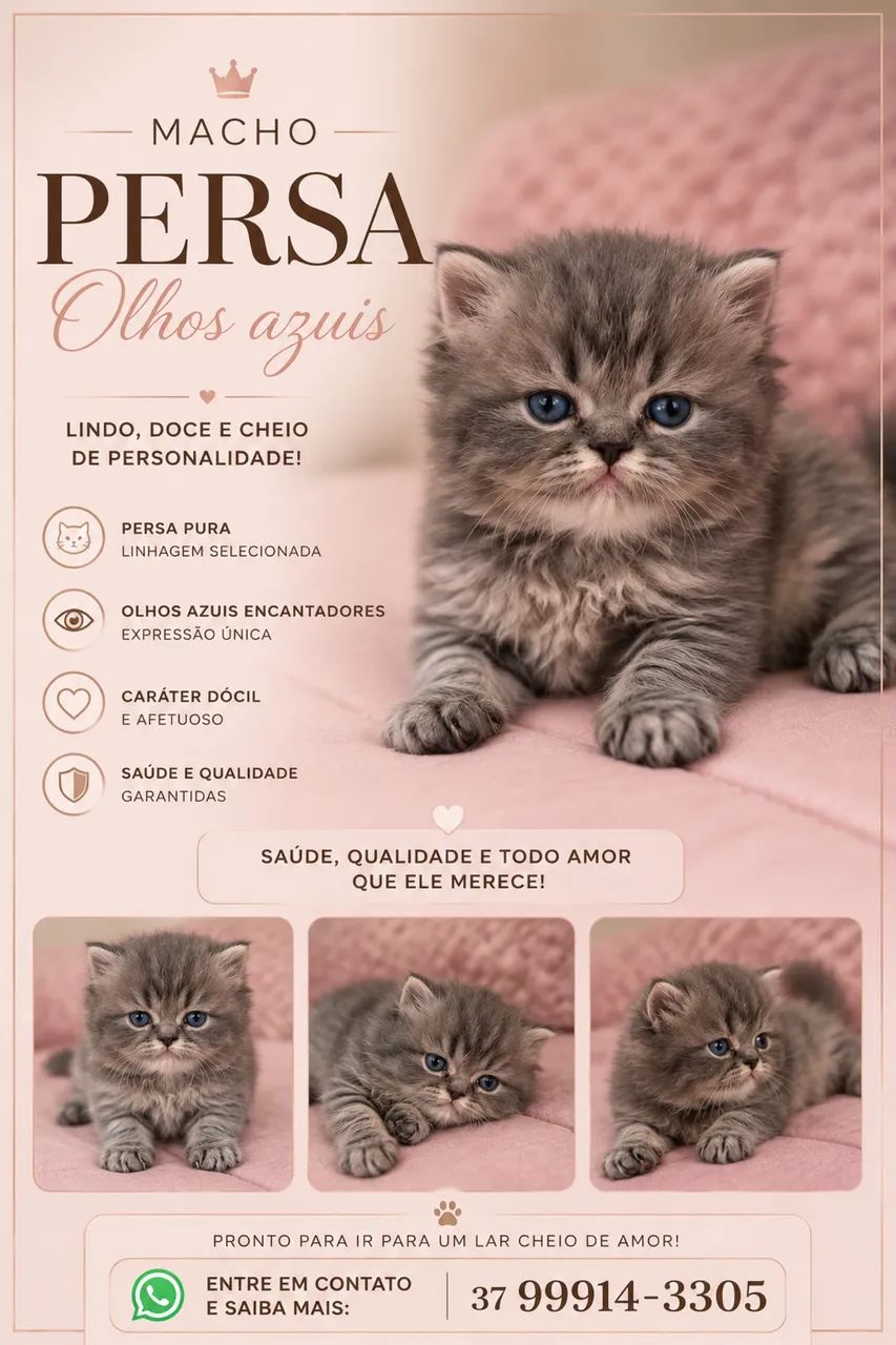 Filhotes Persa - Foto 2