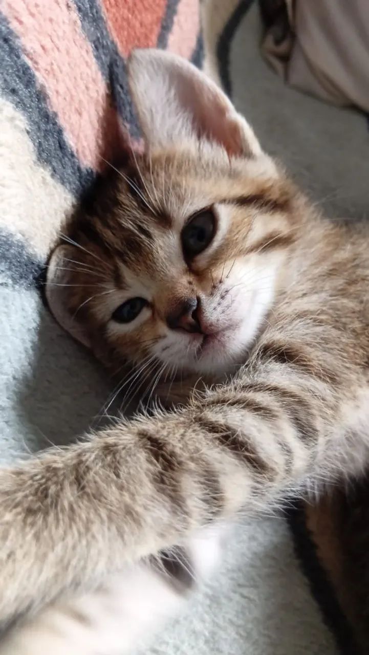 Filhotes de Gato  - Foto 4