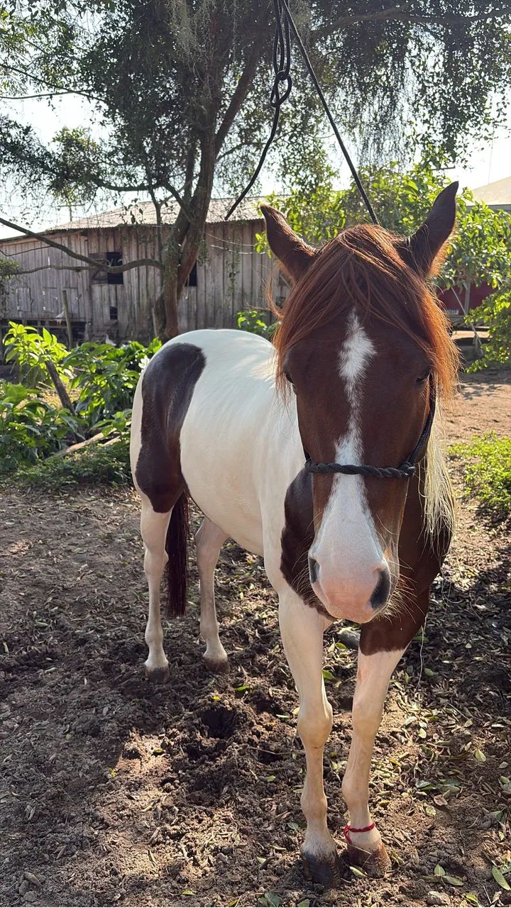 Égua Paint Horse   - Foto 2