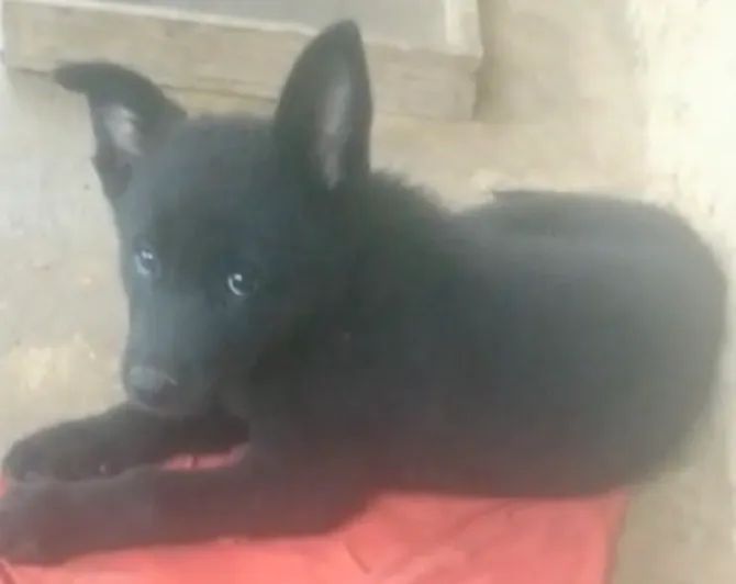 Cães Pastor e Belga  - Foto 2