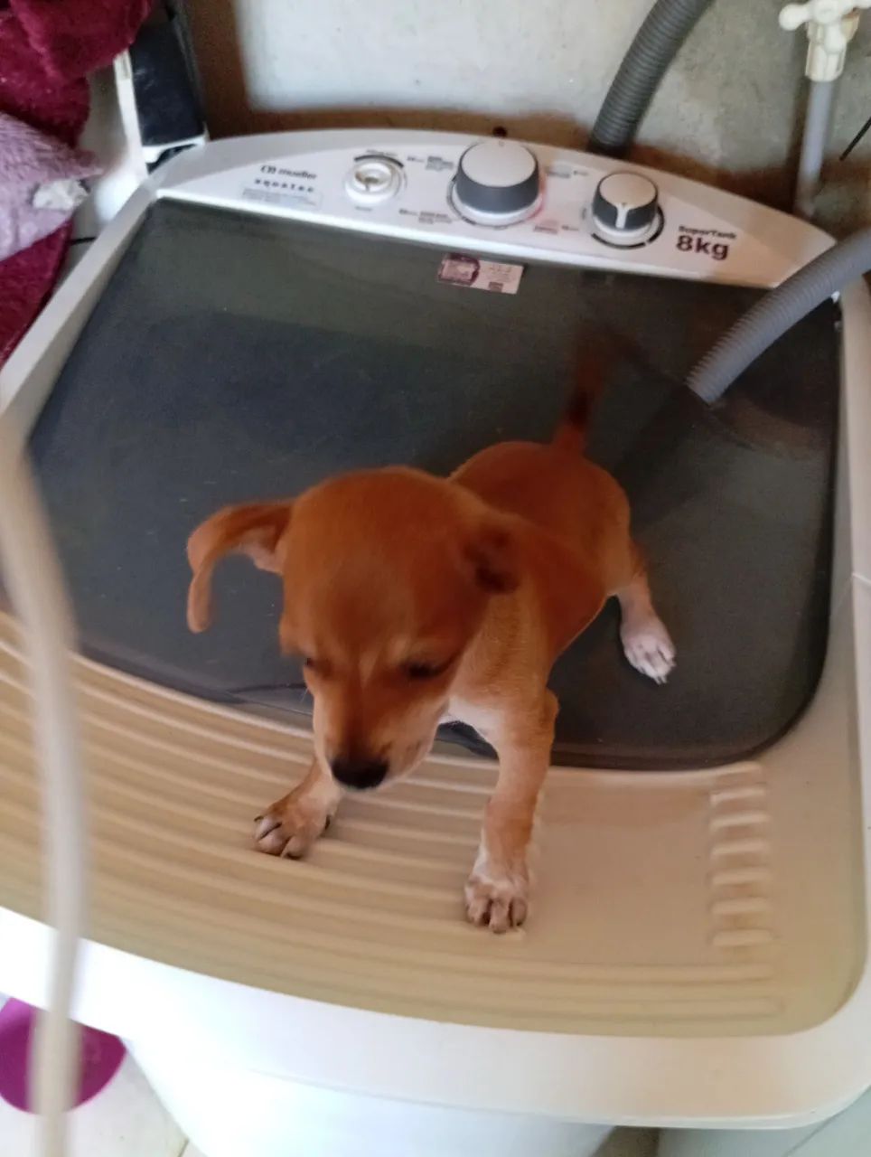 Pinscher 1, macho caramelo  - Foto 2