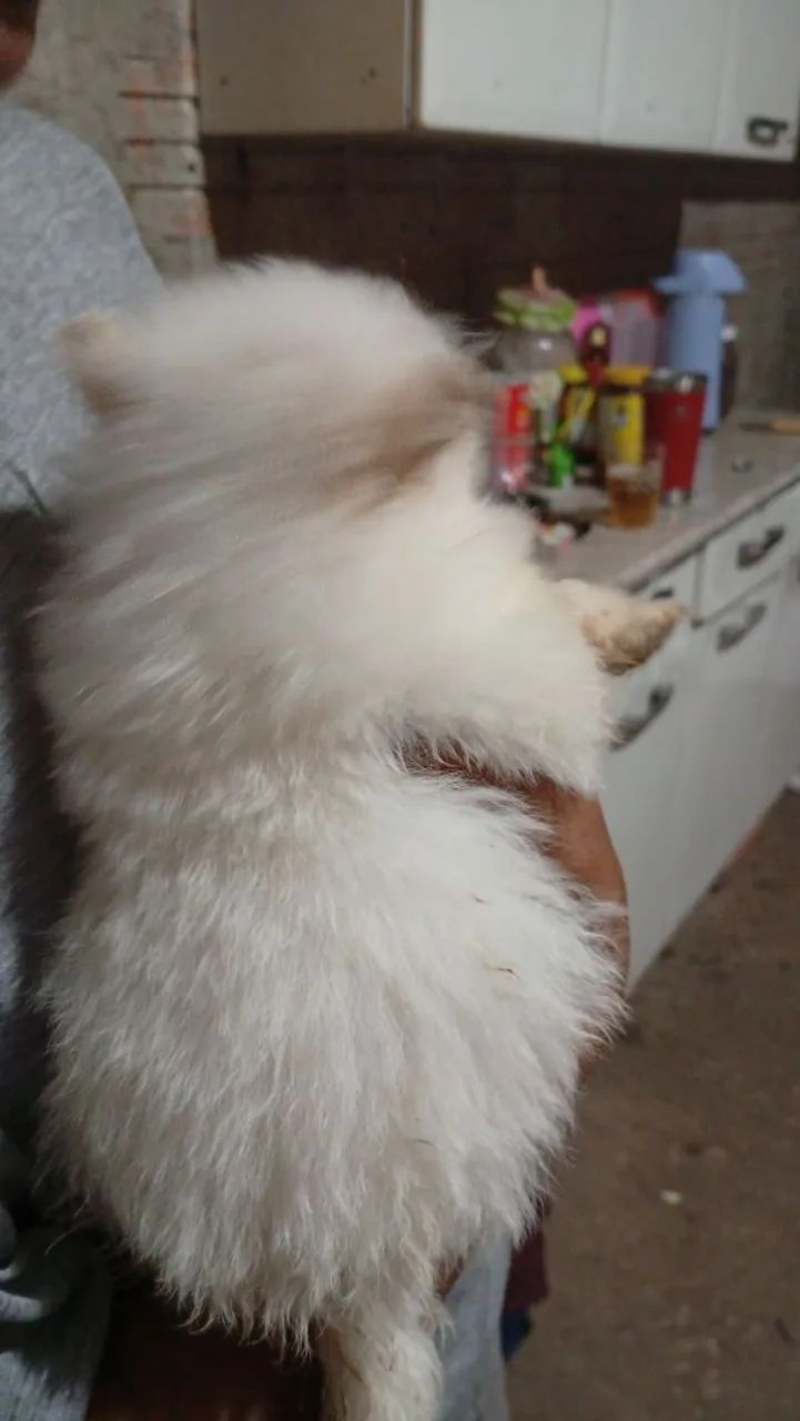 Spitz Alemão  - Foto 3