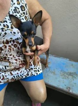pinscher numero 1