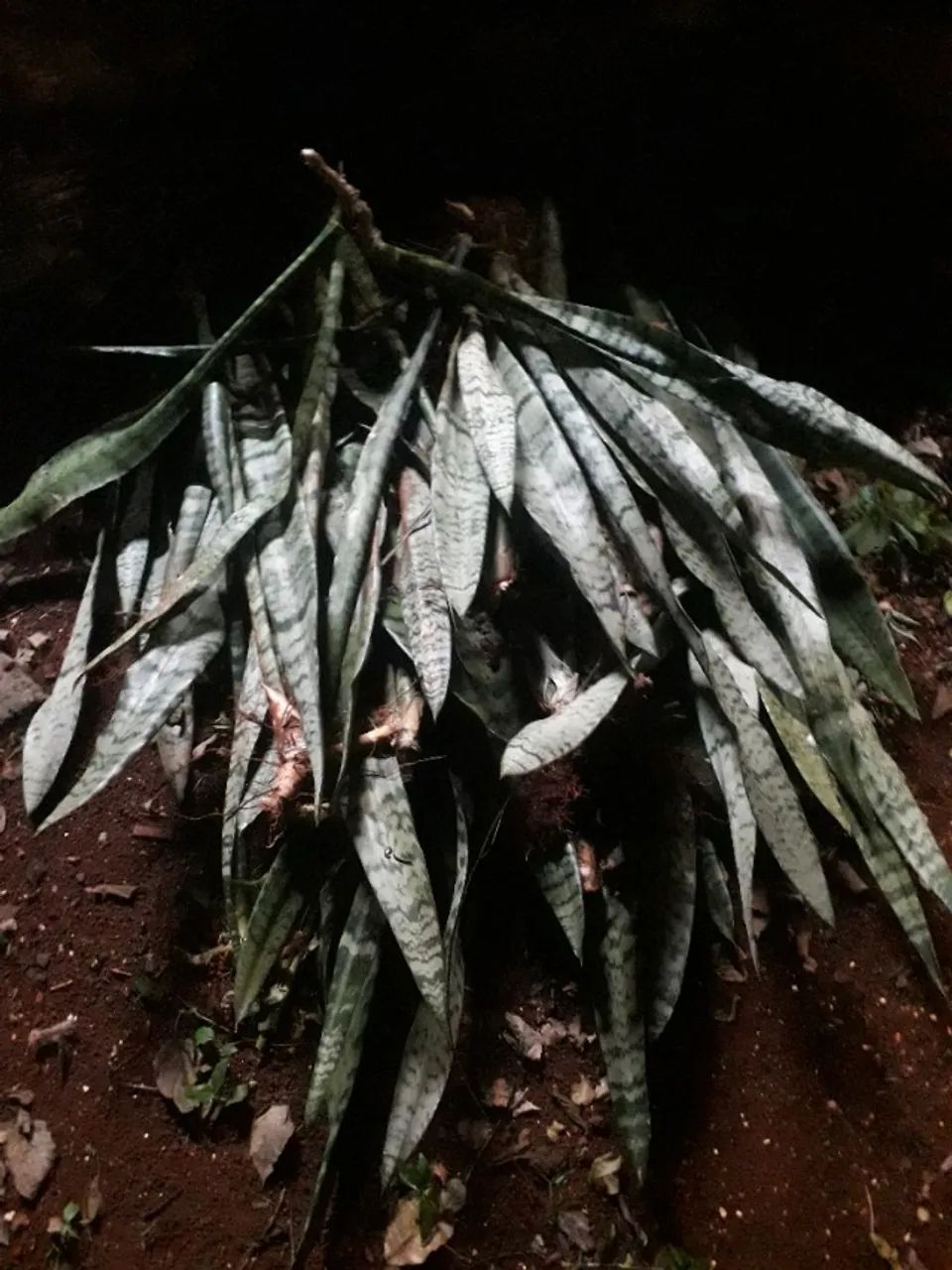 Mudas de Espada de São Jorge - Foto 2