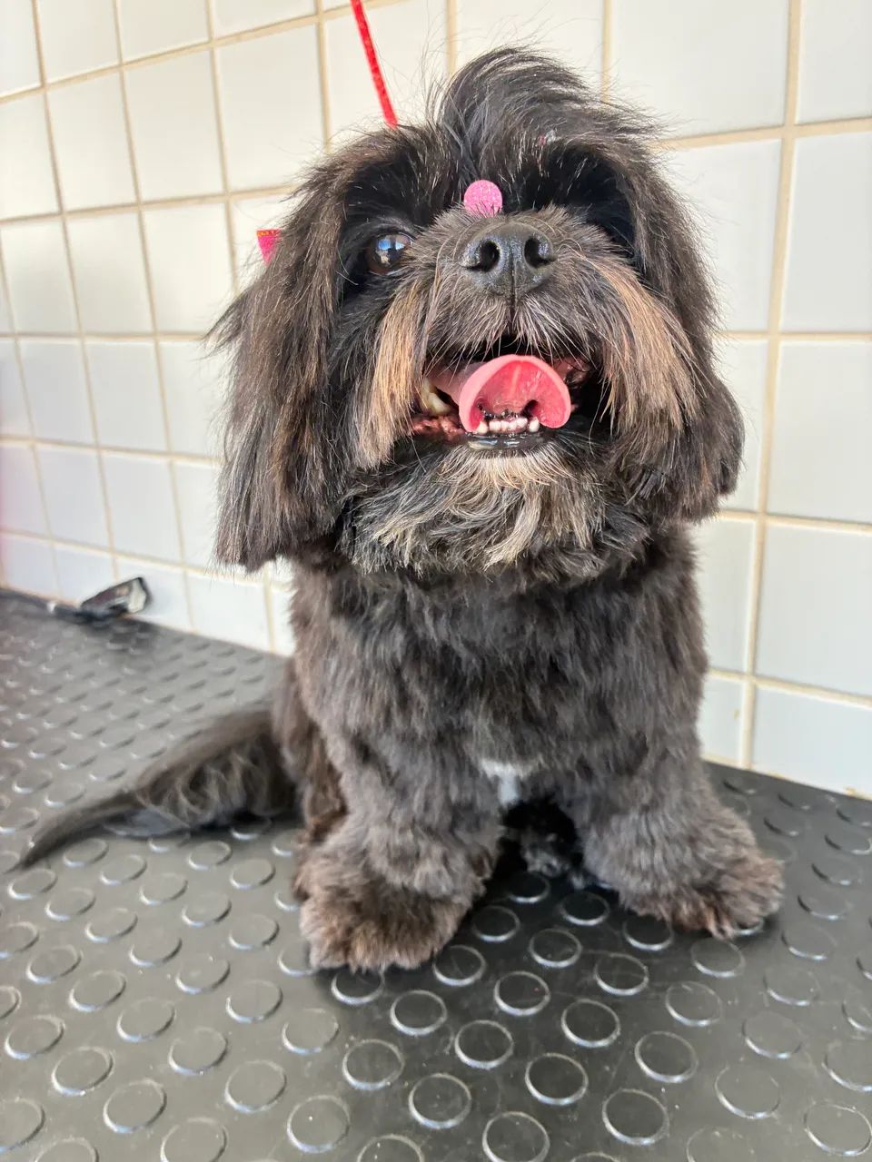 banho para cães a partir de 42,00  - Foto 2