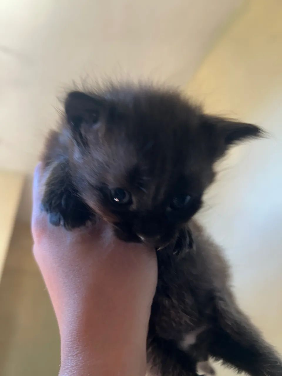 Adoção de gatos - Foto 3