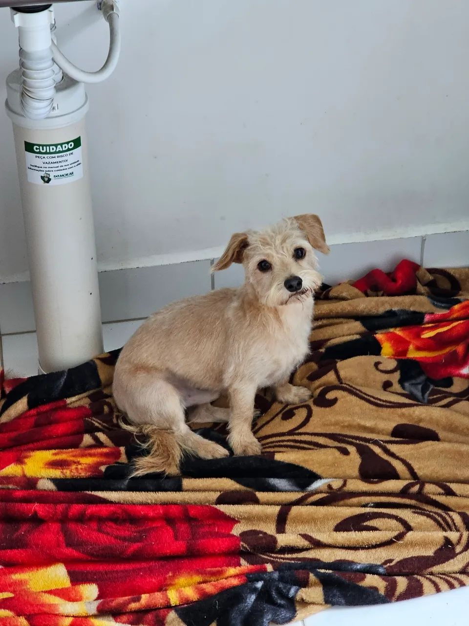 Doasse  - Foto 2