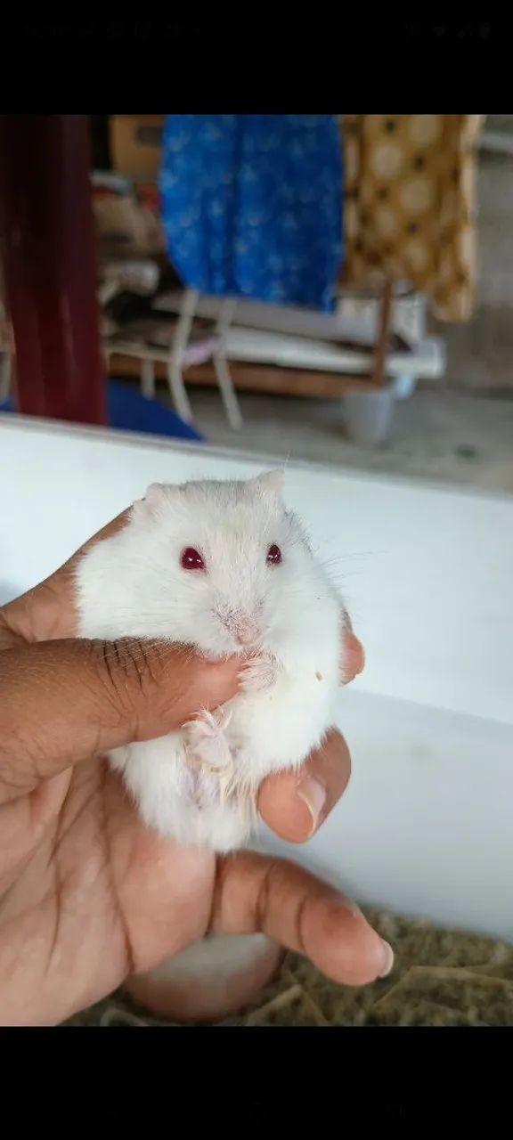 Hamsters anão russo 