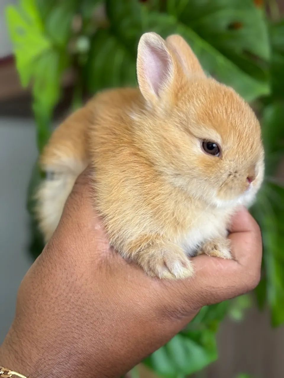 MINI COELHOS - Foto 3