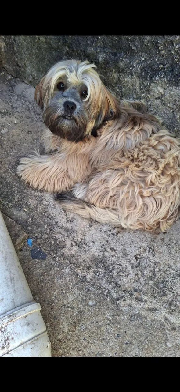 Cachorro macho