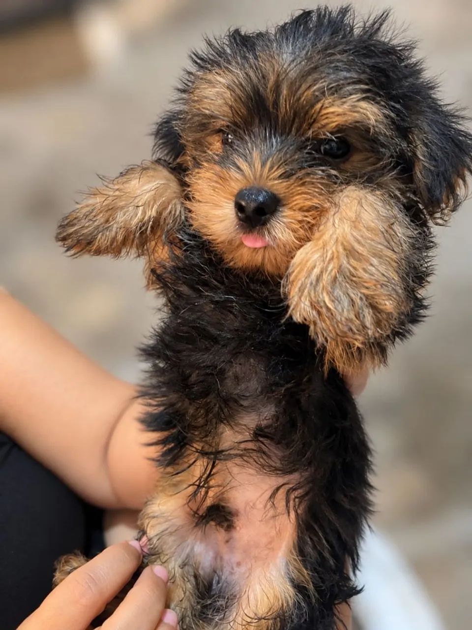 Yorkshire macho 2 meses