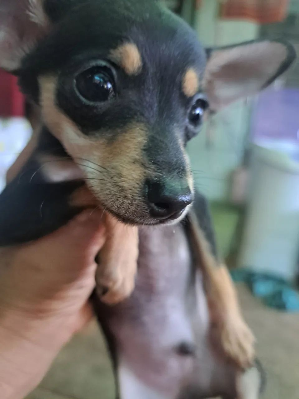 Filhote de pinscher macho  - Foto 5