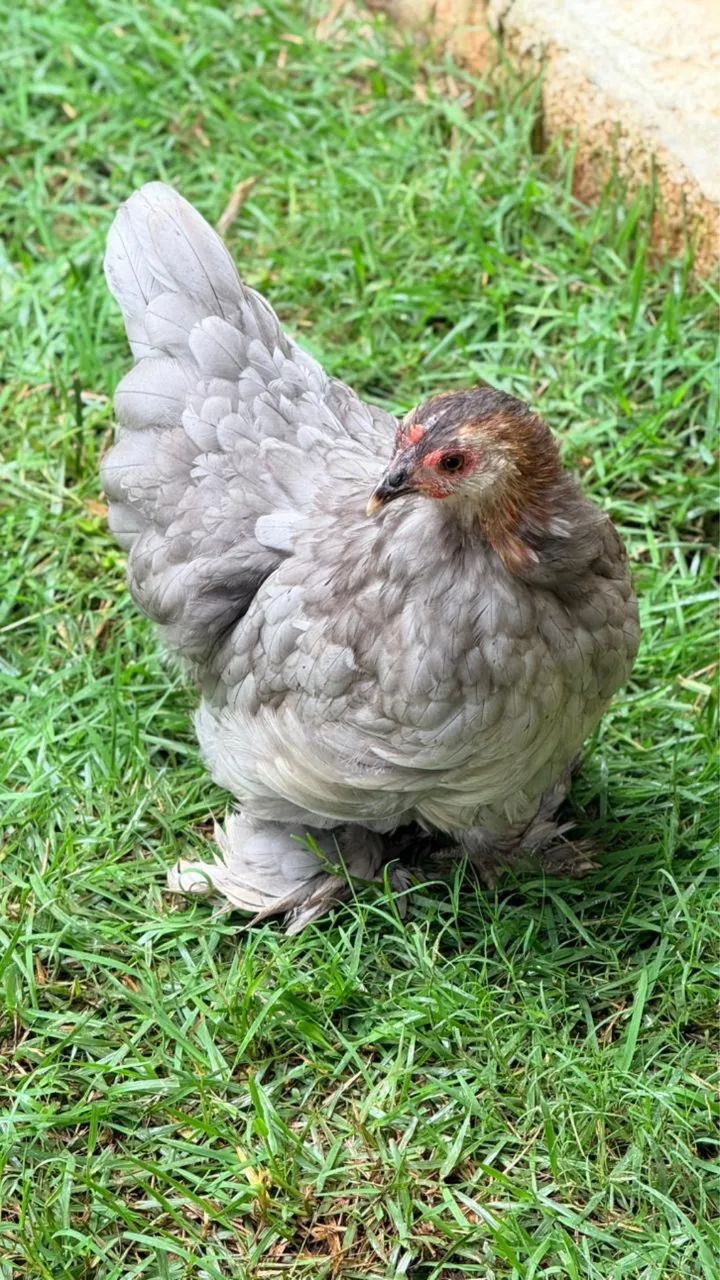 Ovos férteis - Mini Cochin - Foto 3