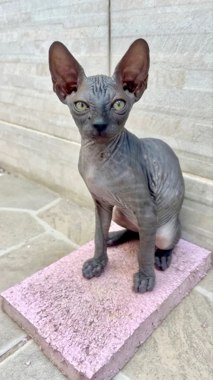 Fêmea Sphynx não Castrada 3M - Foto 5