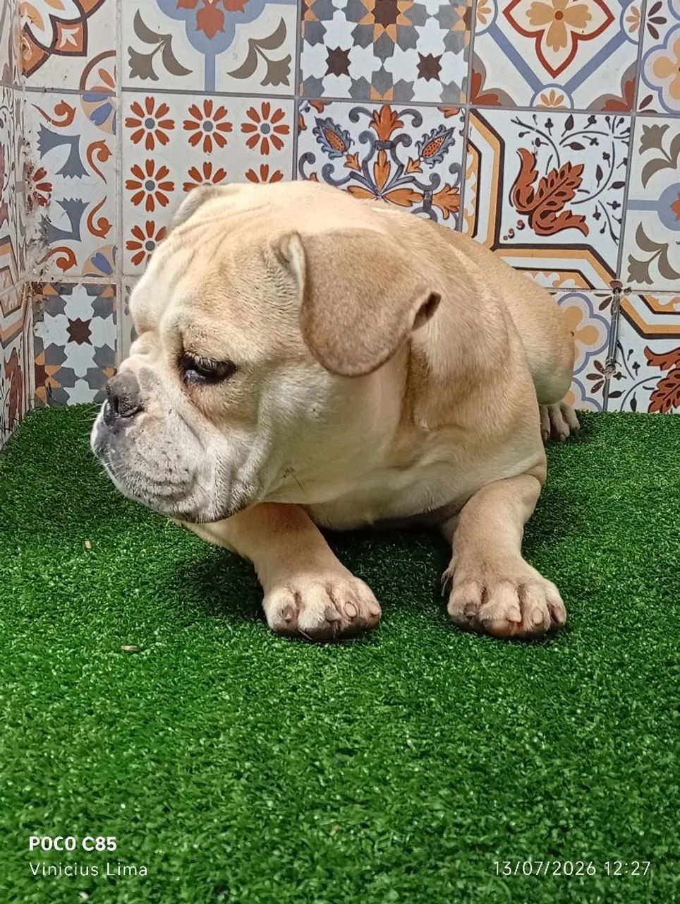 American bully - Foto 3