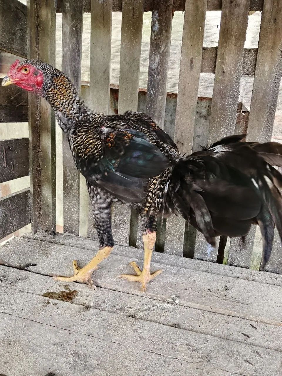 Frango Pedrez 4 - Foto 3