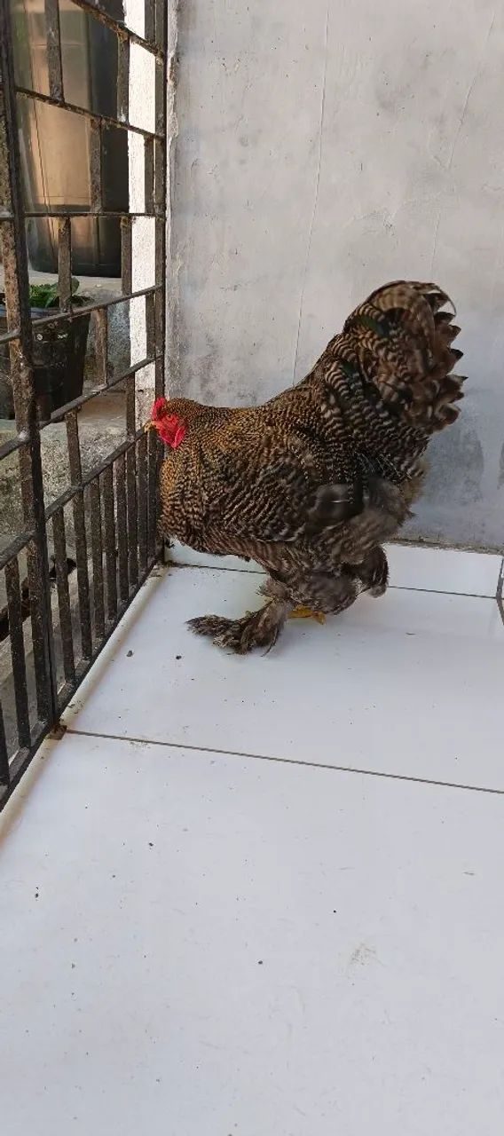Brahma Barrado  - Foto 2