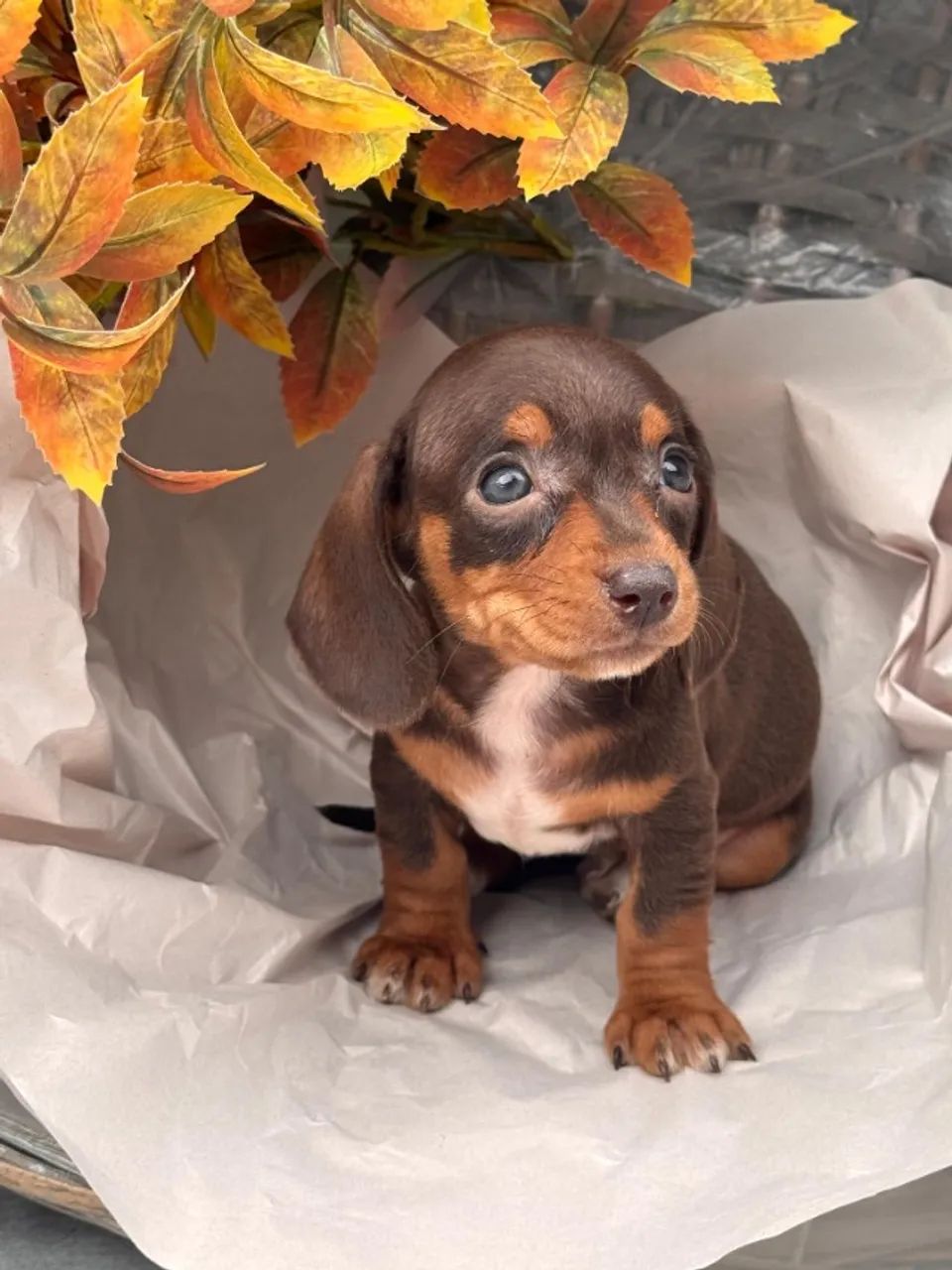 DACHSHUND CHOCOLATE