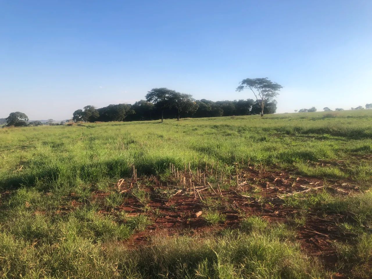 ARRENDAMENTO DE 16 HECTARES - NERÓPOLIS/GO - Foto 3