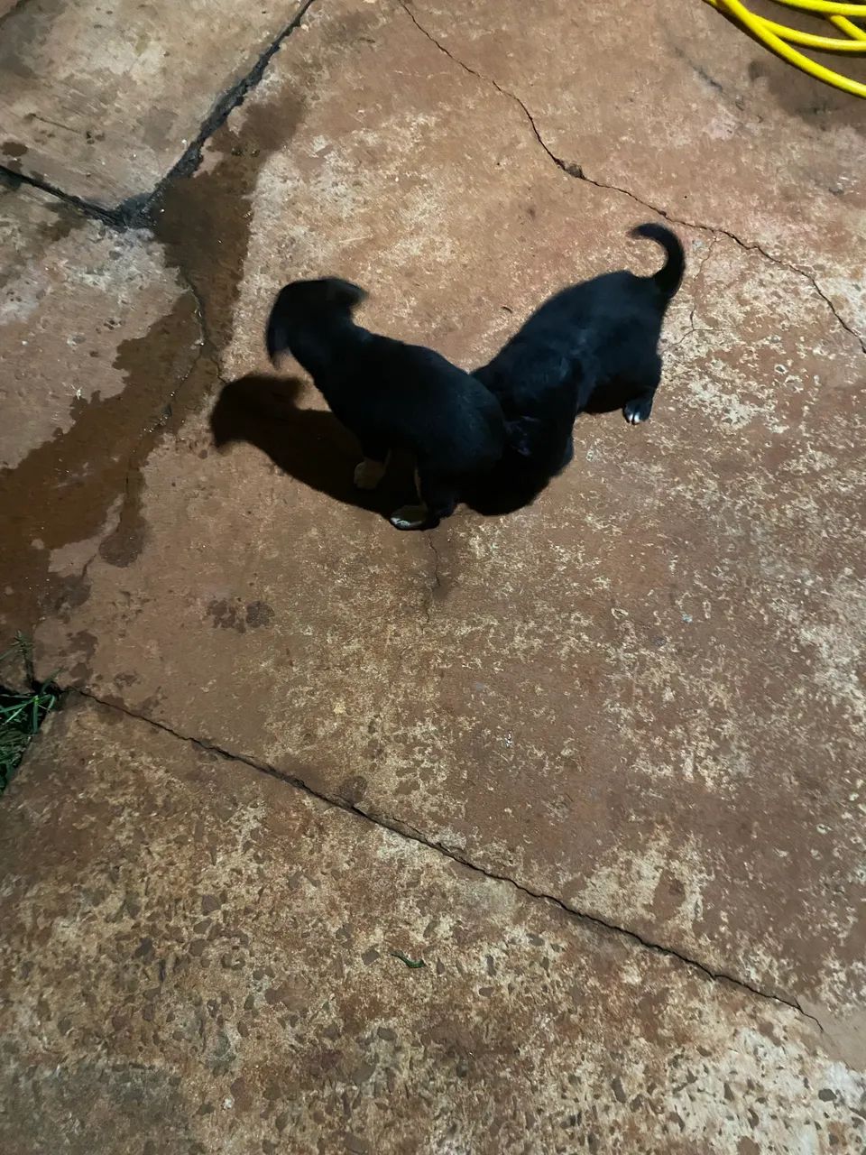 Doação de cachorrinho? - Foto 3