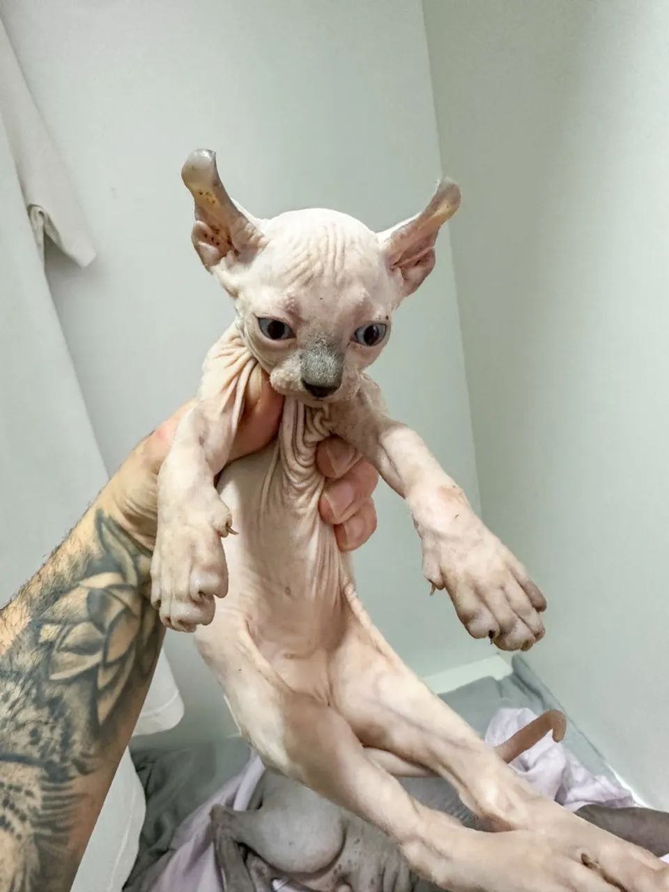 Sphynx macho elfo  - Foto 3