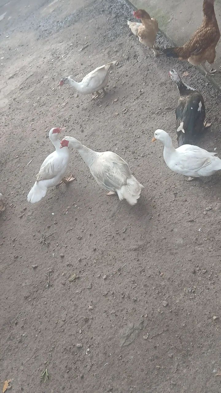 Patos promoção para o círio 