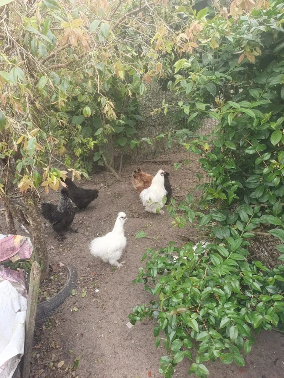 GALINHAS DE RAÇA. - Foto 2
