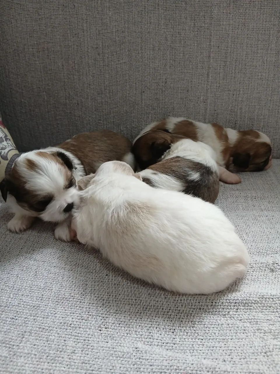 Lindos shihtzu - Foto 5