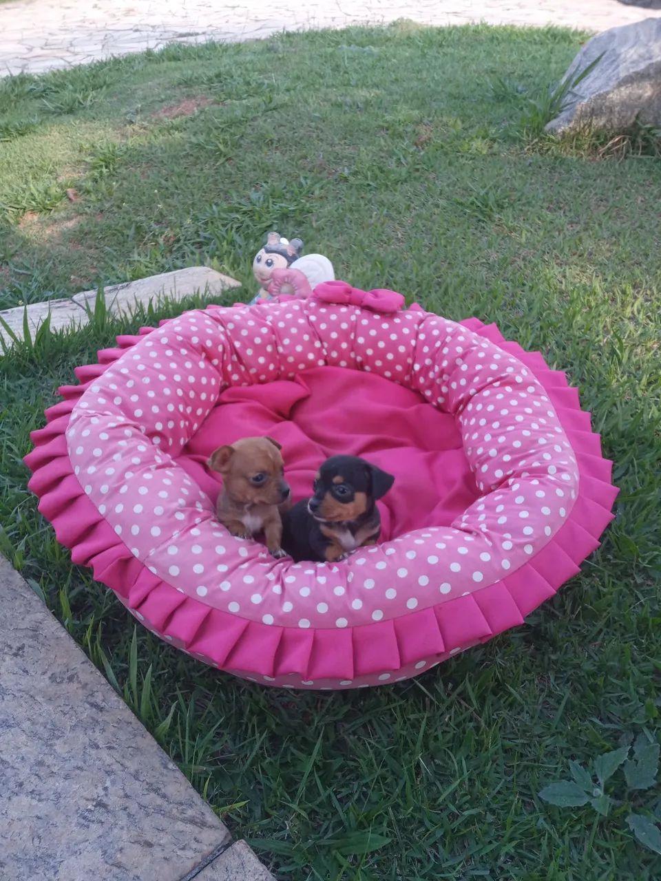 Pinscher mini - Foto 2
