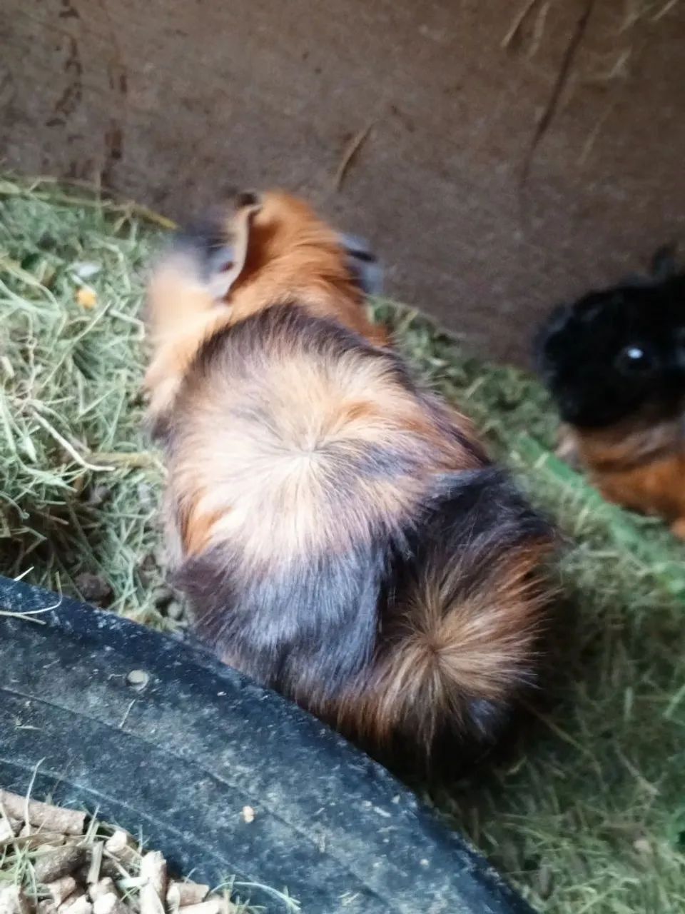 Porquinho da índia - Foto 4