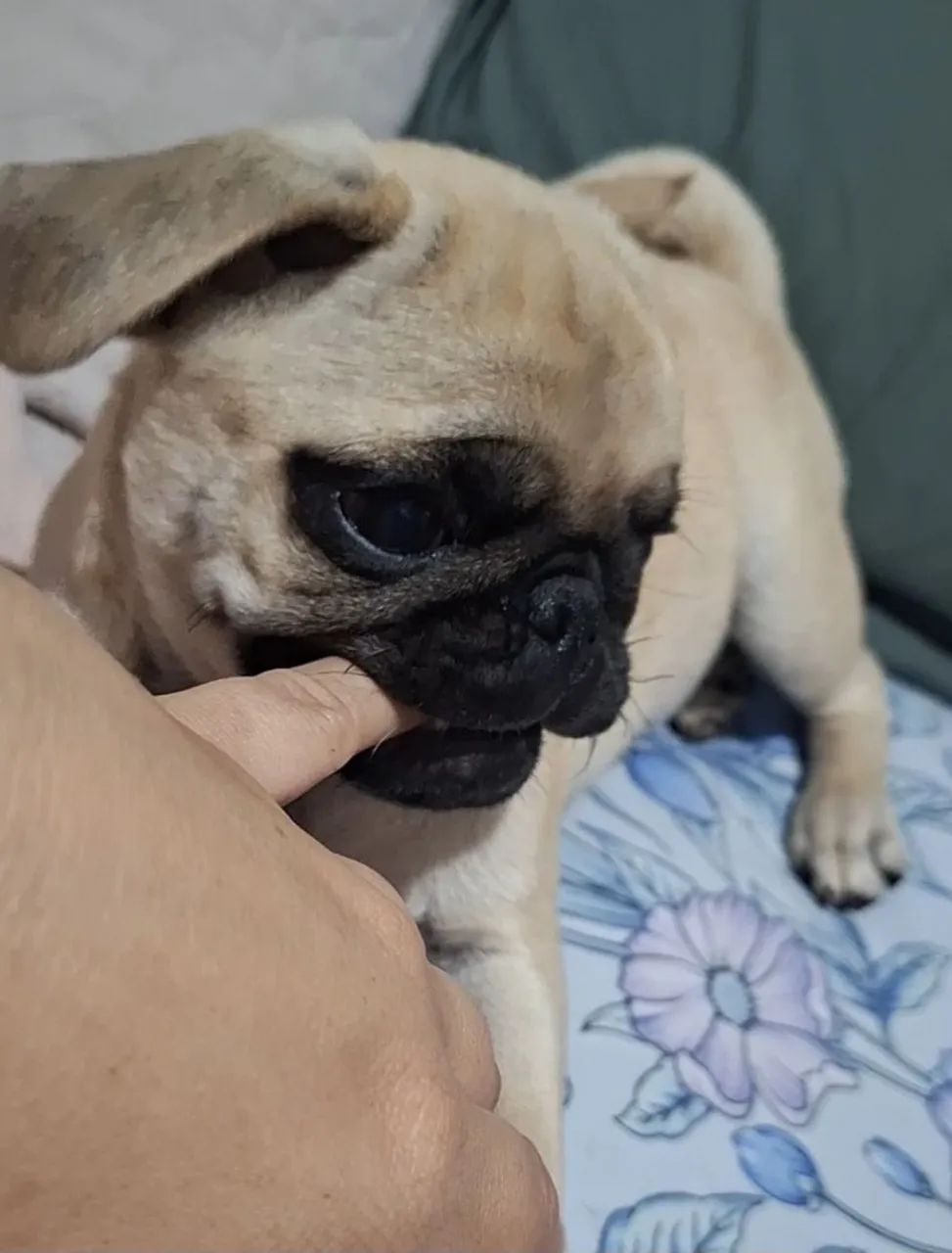 Vendo Pug - Foto 2