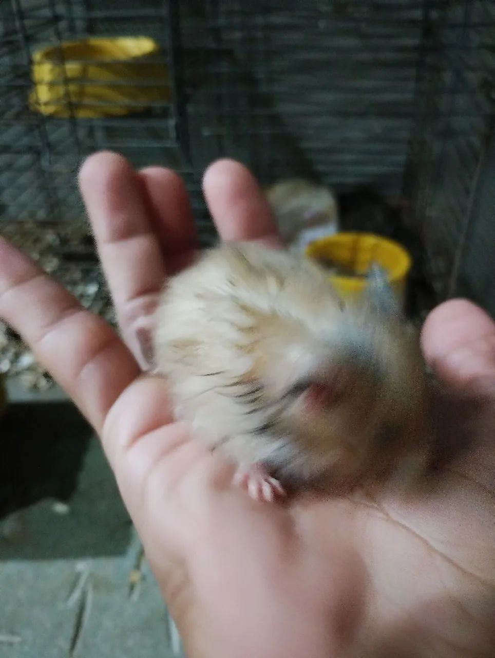 HAMSTERS  - Foto 3