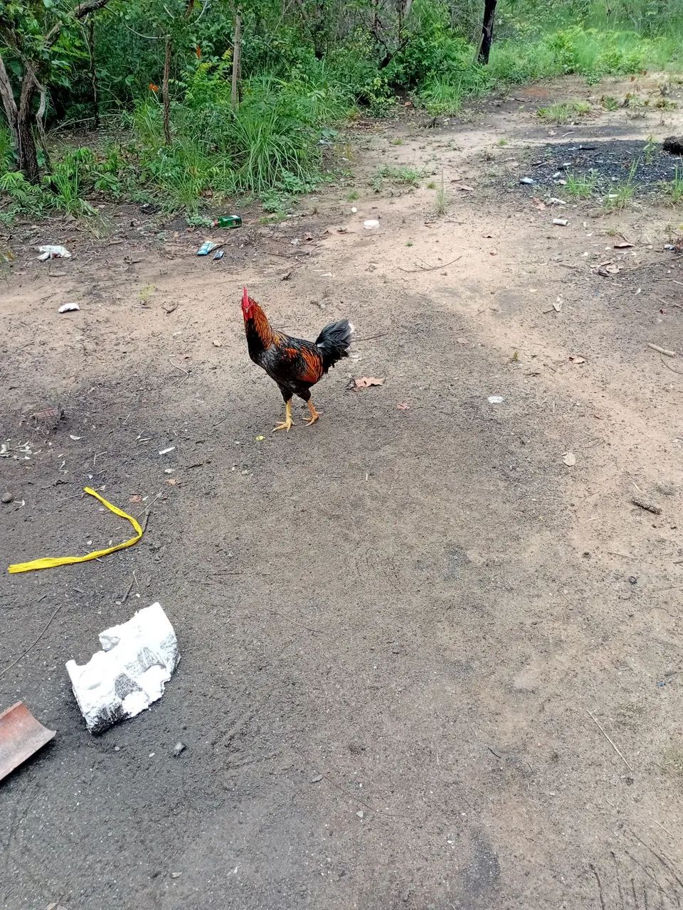 Galinha caipira do sitio 