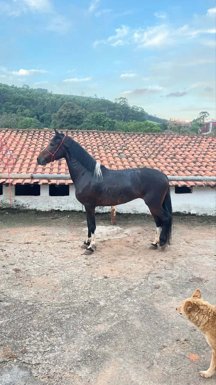 Égua manga larga  - Foto 5