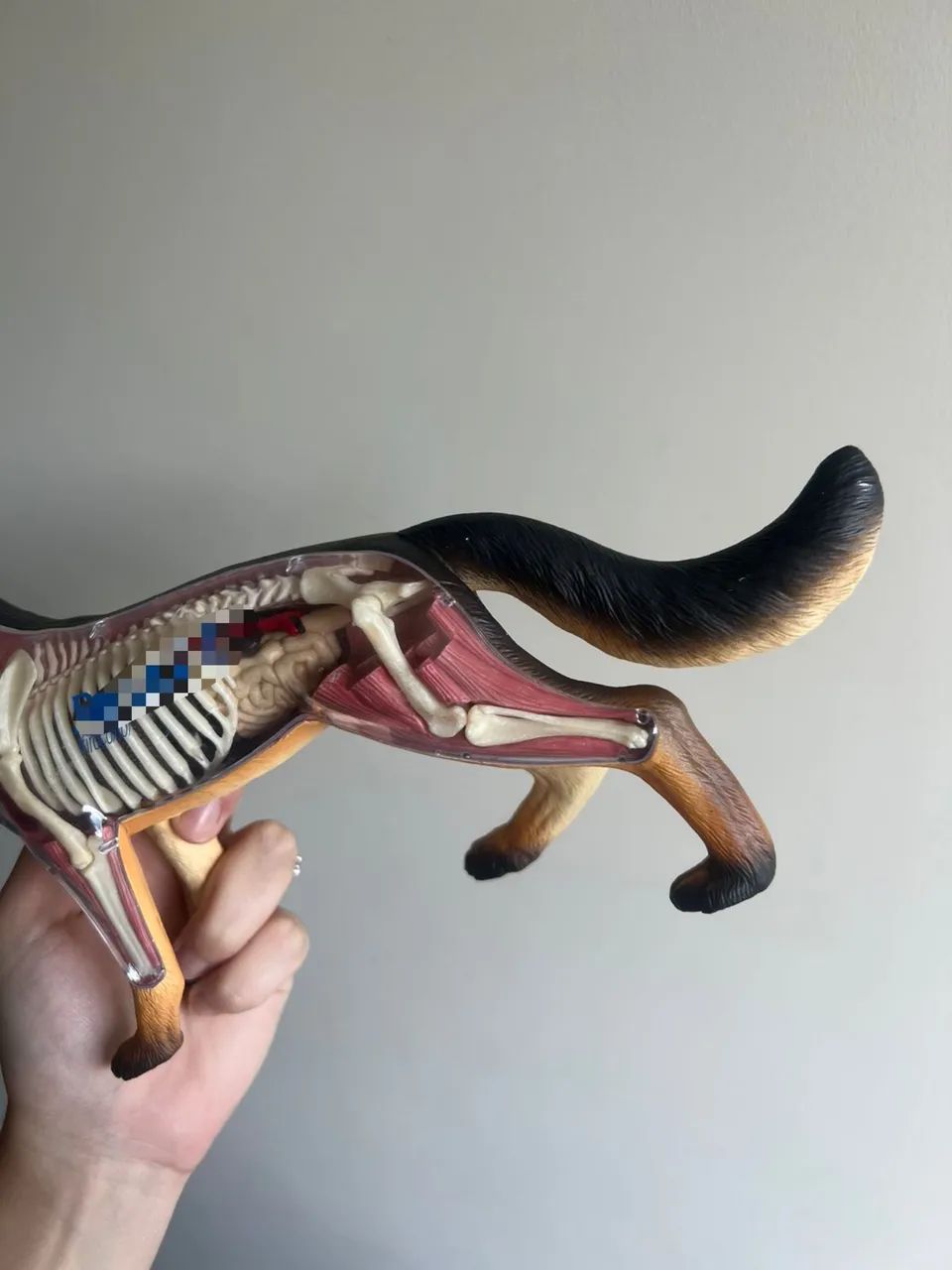 Anatomia do Cachorro 4D Desmontável - Foto 3